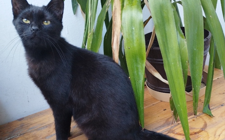 Czarny kot siedzący obok rośliny, wygląda na ciekawskiego.