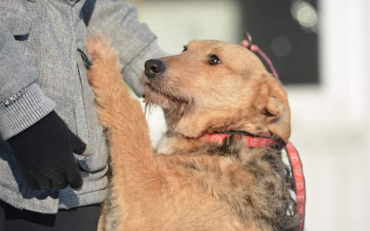 Zbiórka Ze schroniska do hoteliku. - zdjęcie główne