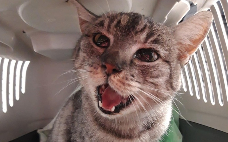 Kot w transporterze, otwierający pyszczek jakby miaucząc.