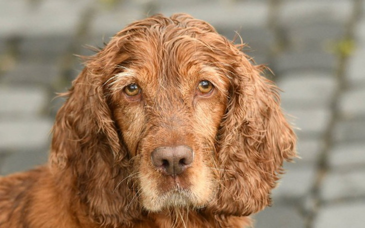 Zbiórka Na opłacenie przepustki Rockiego - zdjęcie główne