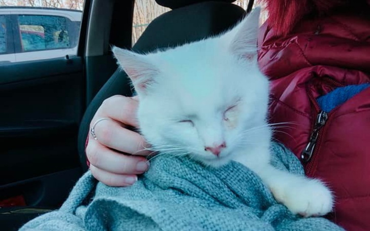 Zbiórka Kastracja/leczenie kotka Znajdka - zdjęcie główne