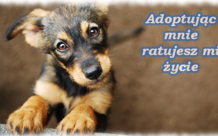 Zbiórka Koce do schroniska - zdjęcie główne