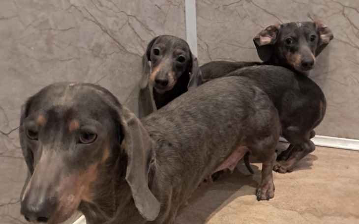 Trzy psy rasy jamnik, stojące obok siebie na tle ściany.