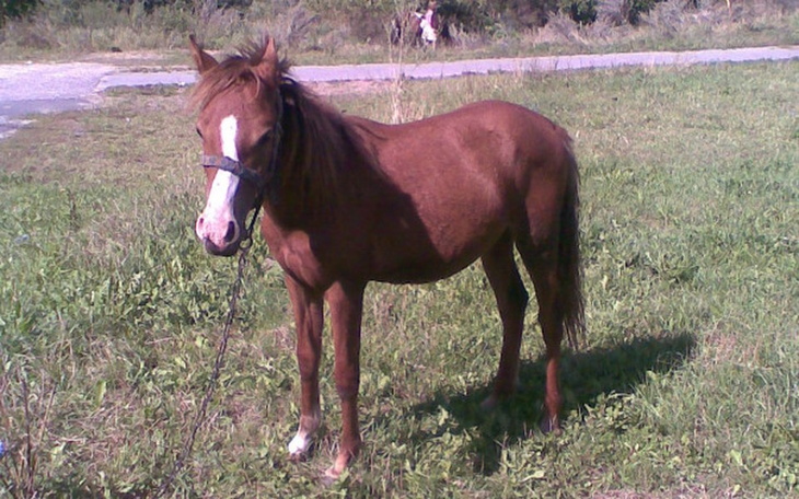 Zbiórka Uchrońmy Darię przed rzezią - zdjęcie główne