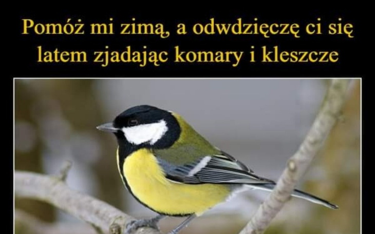 Pomóż mi zimą, a odwdzięczę się latem, zjadając komary.