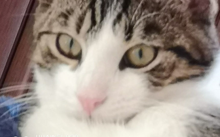 Zbiórka Zbiórka na pomoc dla Mruczka - zdjęcie główne