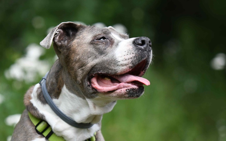 Zbiórka Na operację Złotej Bullki Saby - zdjęcie główne