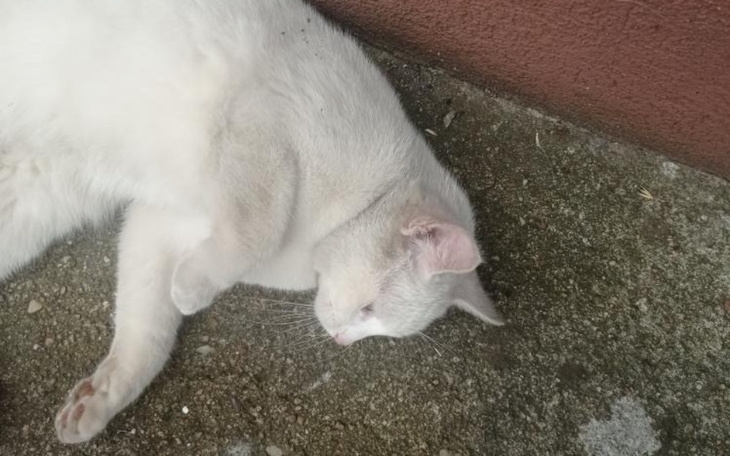 Zbiórka Mój kot ma nowotwór - zdjęcie główne