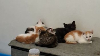 Zbiórka Zbiórka na żwirek - miniaturka zdjęcia