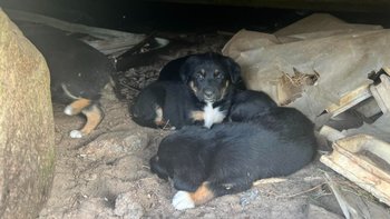 Zbiórka 14 psich istnień - miniaturka zdjęcia