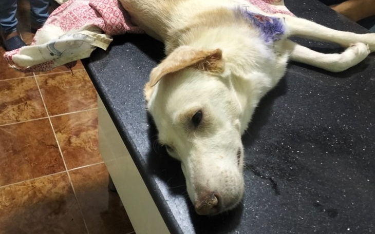 Zbiórka Na klinikę i przytułek - zdjęcie główne