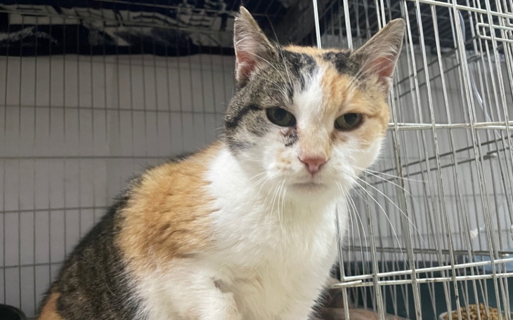 Kot o tricolorowym futrze, siedzący w klatce.