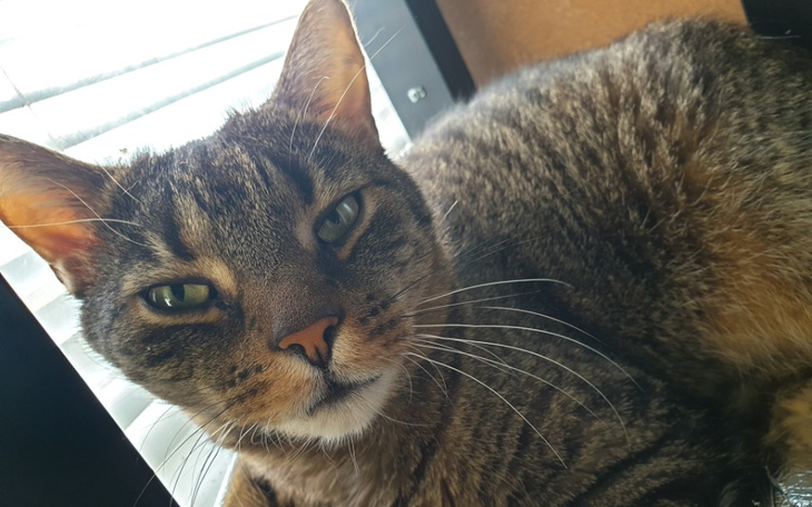 Kot o brązowym futrze, patrzący z zainteresowaniem w obiektyw.