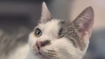 Zbiórka Trzecie urodziny fundacji ♥️ - miniaturka zdjęcia