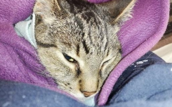 Zbiórka Zbiórka na leczenie chorego kota - zdjęcie główne