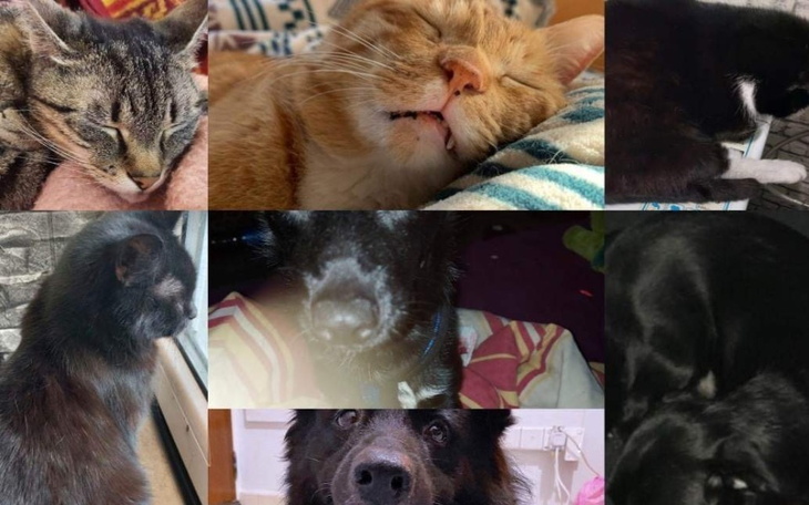 Zbiórka Zbiórka na jedzonko dla zwierzat - zdjęcie główne