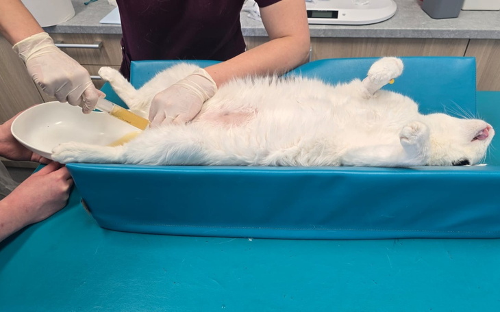 Kot na stole weterynaryjnym, w trakcie badania.