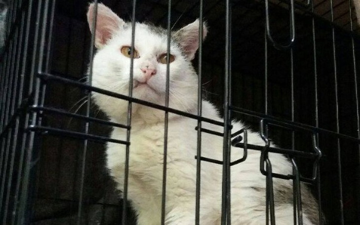 Zbiórka Klatka bytowa dla Kota Ardżuna - zdjęcie główne