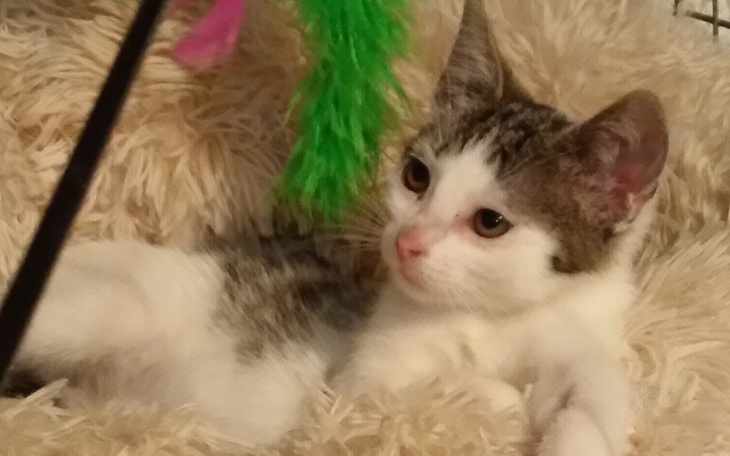 Młody kot leżący na miękkim kocyku.