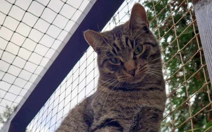 Zbiórka Niebieska Sfora - listopad - zdjęcie główne