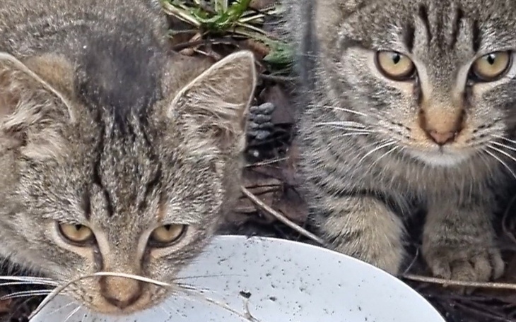 Dwa koty przy misce, skupione na jedzeniu.