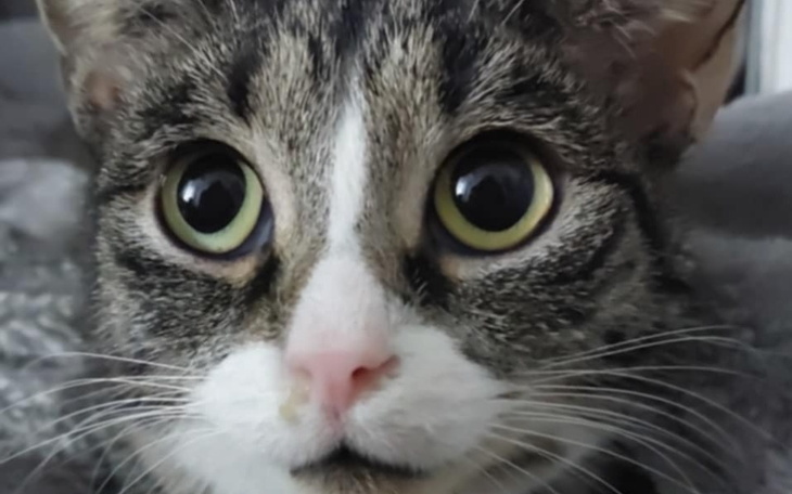 Zabawny widok kota z wyrazem zdziwienia.