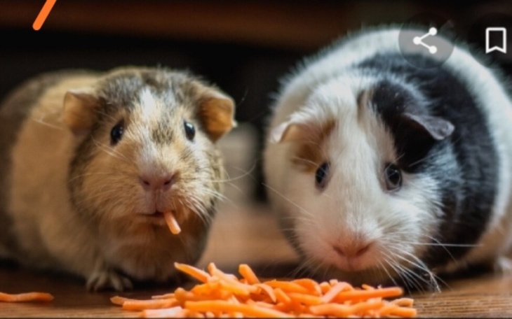 Zbiórka Na świnki morskie i ich warunki - zdjęcie główne
