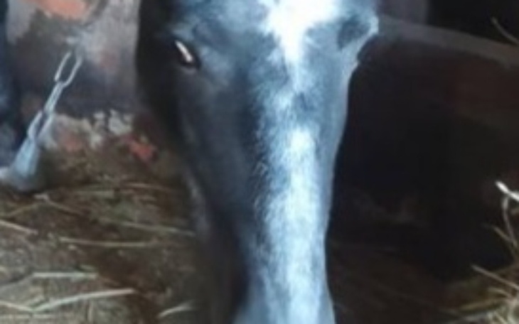 Czarny koń z białą plamą na głowie, w stajni.