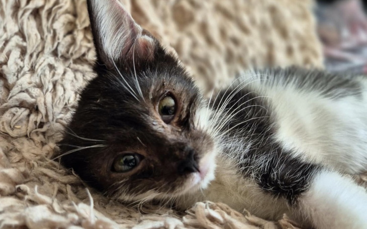 Kotek leżący na miękkim kocu, z wyrazem twarzy pełnym spokoju.