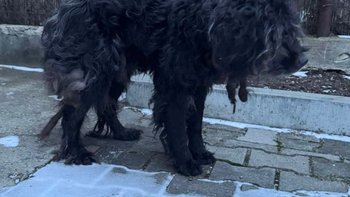 Zbiórka Ratunek dla Arona - miniaturka zdjęcia