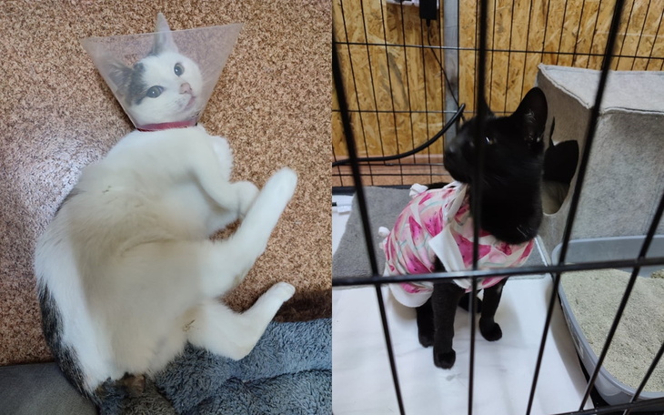 Zbiórka Na utrzymanie, leczenie 12 kotów - zdjęcie główne