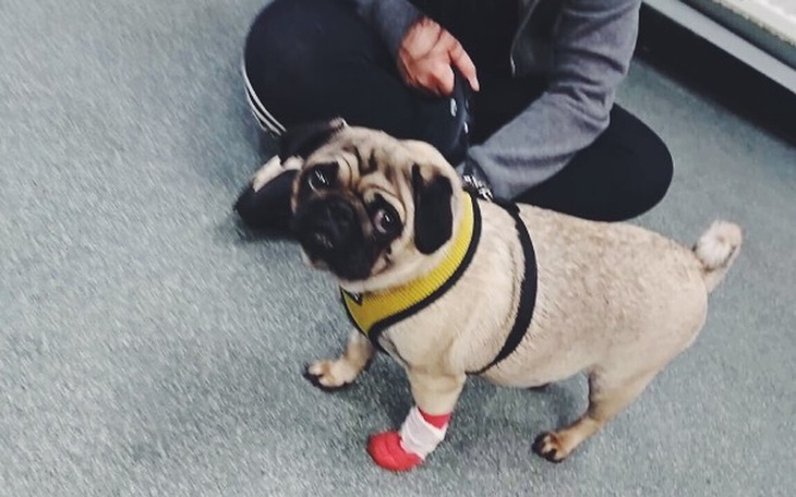 Zbiórka Lucynka potrzebuje pomocy - zdjęcie główne