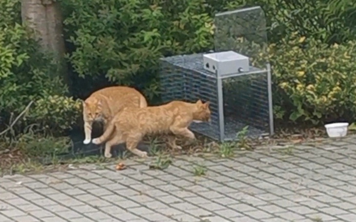 Dwa pomarańczowe koty eksplorujące otoczenie.