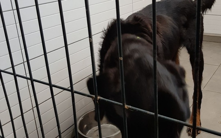 Pies w klatce, z miską w tle.