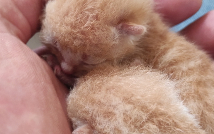 Mały, śpiący kociak w dłoni, otulony futerkiem.