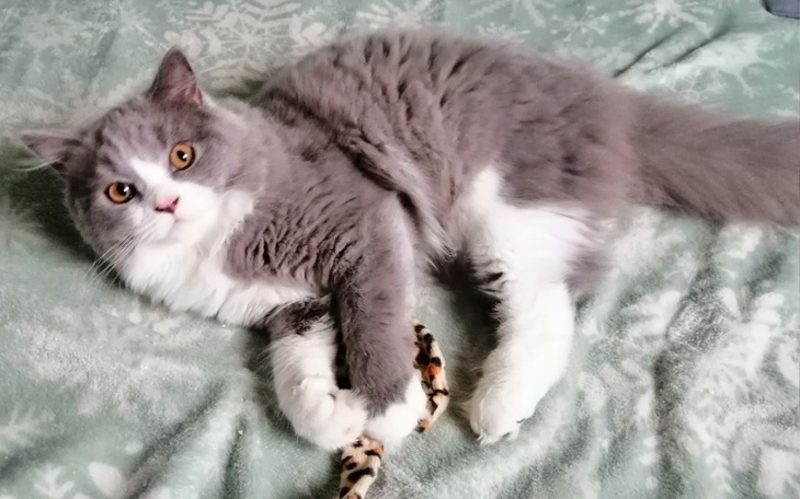 Zbiórka Uratujmy życie Jotaro - zdjęcie główne