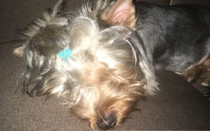 Zbiórka Hodowla Yoreczków - zdjęcie główne