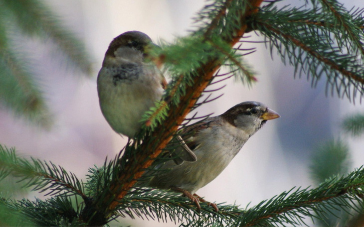Zbiórka Ptasie Miasto Bochnia - zdjęcie główne
