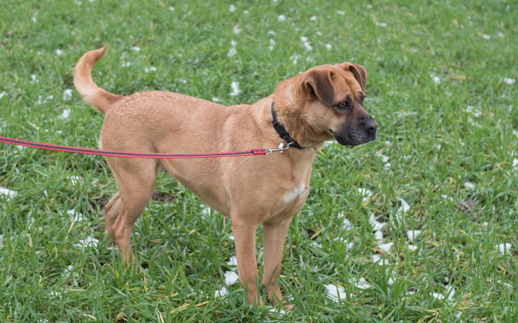 Zbiórka na psy w hotelikach - zdjęcie główne