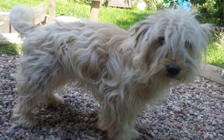 Zbiórka Pomoc dla psiaka bezdomniaka - zdjęcie główne