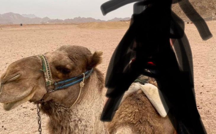 Zbiórka Powrót uszata Ike do Polski - zdjęcie główne