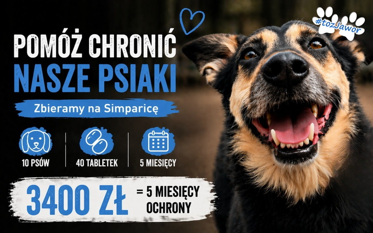 Plakat z psem, zbiórka na pomoc dla psów.