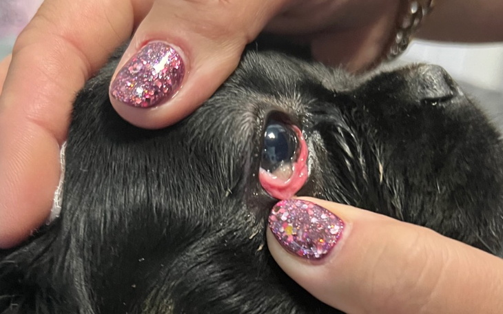 Zbiórka Operacja oka buldożki - zdjęcie główne