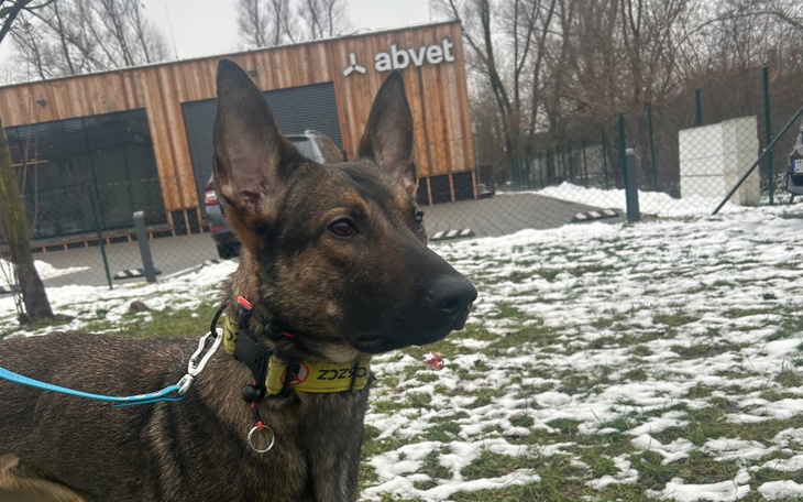 Pies rasy owczarek w parku.