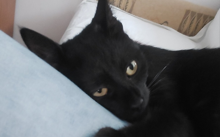 Zbiórka Na leczenie i kastracje kotki - zdjęcie główne