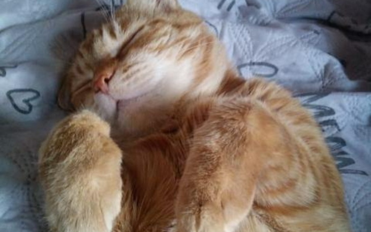 Śpiący pomarańczowy kot, zrelaksowany na łóżku.