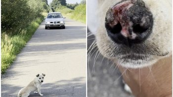 Zbiórka Gmina skazuje psa na śmierć ! - miniaturka zdjęcia