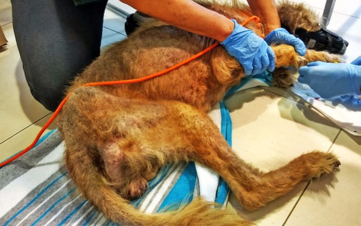 Pies w klinice weterynaryjnej, otrzymujący pomoc.