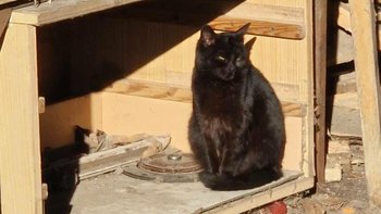 Zbiórka Daisy prosi o pomoc - miniaturka zdjęcia