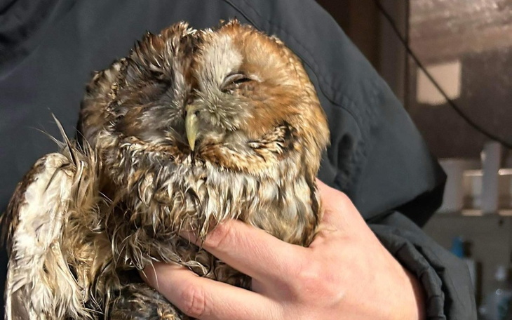 Sowa trzymana w rękach, mokra i zmęczona, z zamkniętymi oczami.